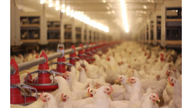 創(chuàng)新科技助推畜牧飼料業(yè)新發(fā)展，引航生物利用合成生物技術(shù)賦能飼料添加劑25-羥基VD?的生產(chǎn)